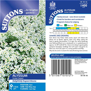Alyssum Snow Carpet (Improved Strain)